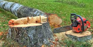 Best Storm Damage Tree Cleanup  in Tolono, IL