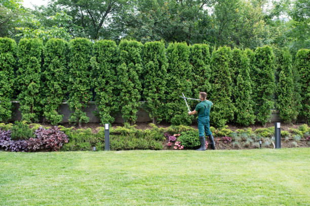 Professional Tree Services in Tolono, IL