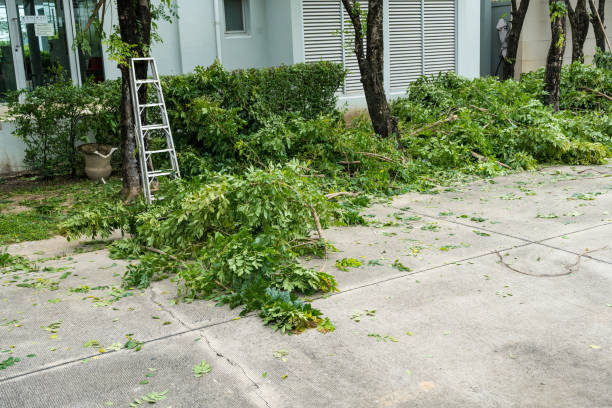 Tree and Shrub Care in Tolono, IL