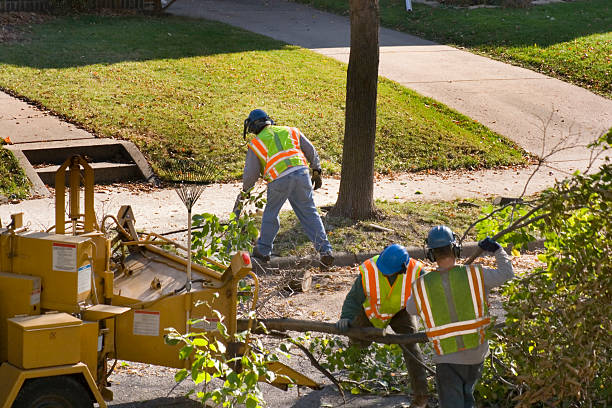 Best Tree Trimming and Pruning  in Tolono, IL
