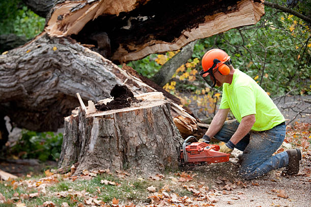 How Our Tree Care Process Works  in  Tolono, IL